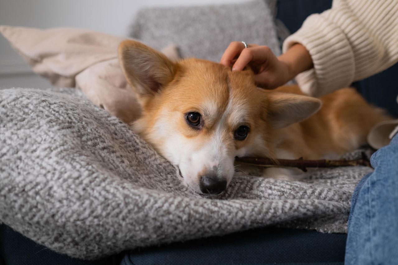NFI-Property-Management-Solutions-dog-in-home